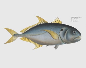 Fish Wall Art - The Carangoe - Fish Fine Art Prints - Framed Art