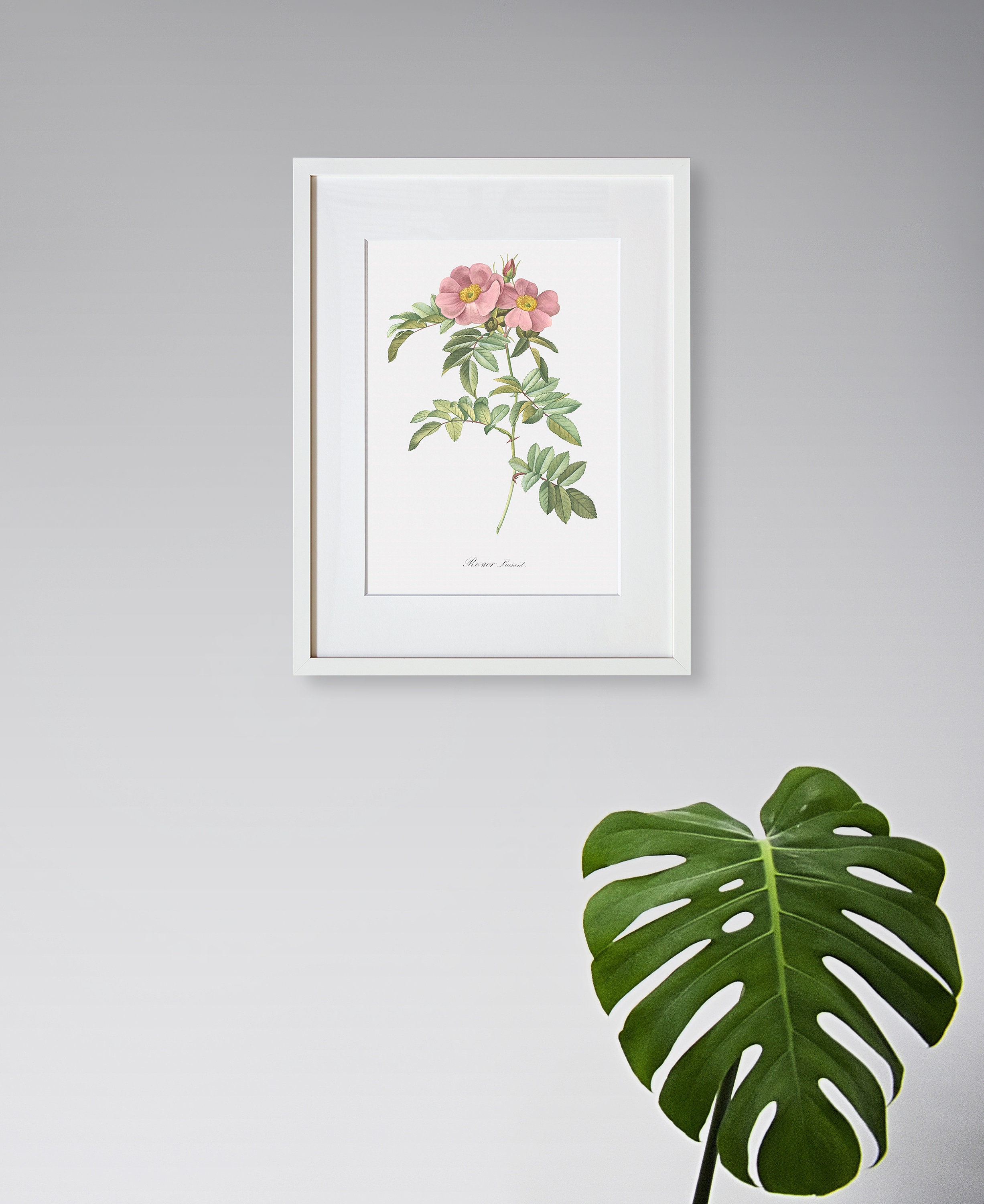 Rose Wall Art - Rose Fine Art Print - Pink Rose - Virginia Rose - Rosa ...