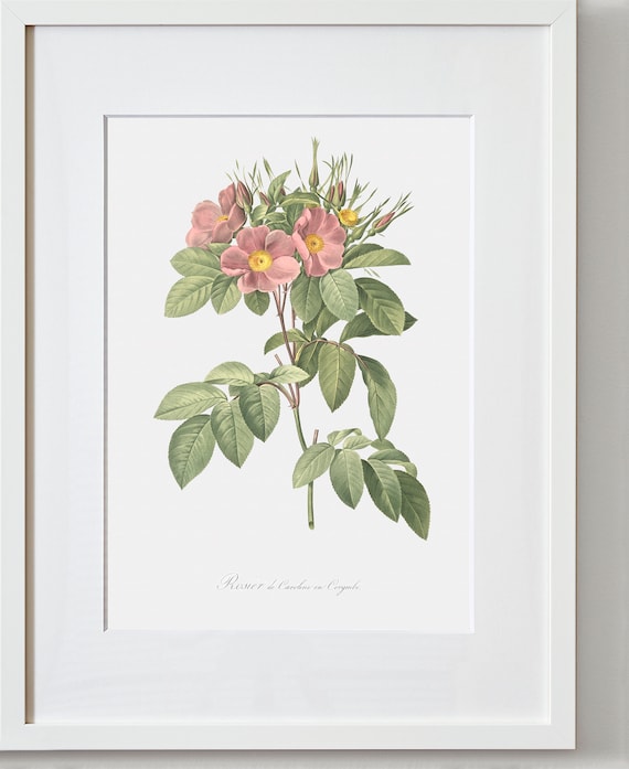Rose Art Print - Floral Art - Pasture Rose - Rosa Carolina