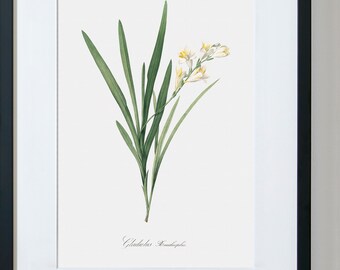 Orchid Art, Floral Framed Art, Flower Wall Pictures, Flower Painting, Botanical Fine Art Print