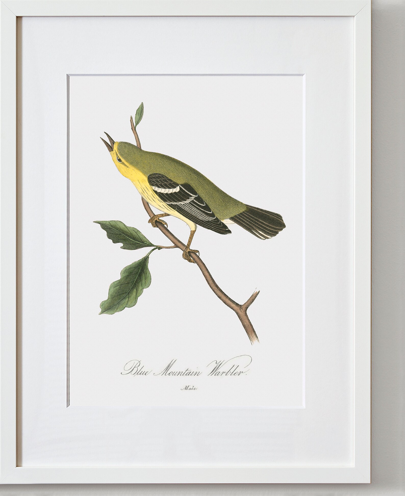 Framed Bird Wall Art, Bird Canvas Wall Art, Bird Artwork, Bluemountain