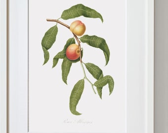Fruit Wall Art, Fruit Decor For Kitchen, Kitchen Wall Decor, Peach Wall Art