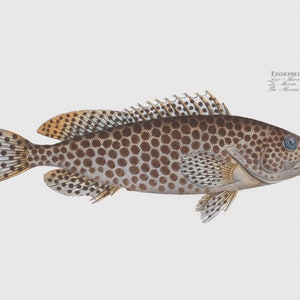 Fish Wall Art Print The Merra-Fish Art Epinephelus Merra image 1