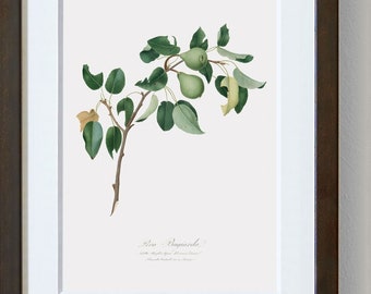 Fruit Wall Art, Fruit Wall Decor, Kitchen Canvas Wall Art, Pear Wall Art Print