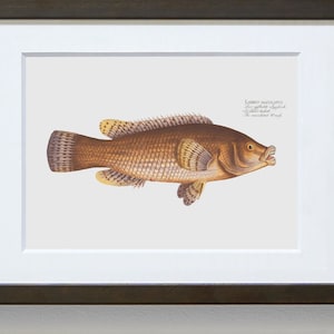 Fish Wall Art The Maculated Wrasse-Fish Wall Decor Labrus Maculatus image 4