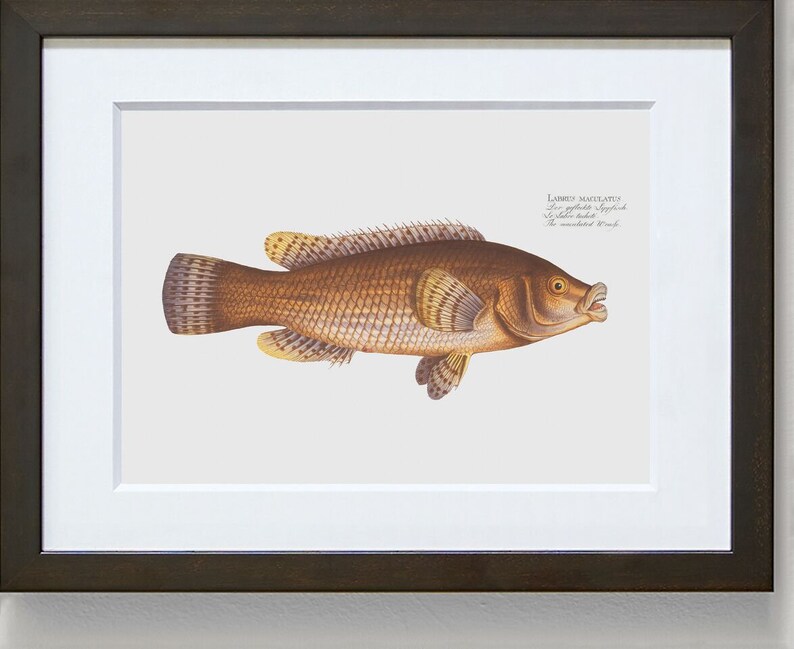 Fish Wall Art The Maculated Wrasse-Fish Wall Decor Labrus Maculatus image 4