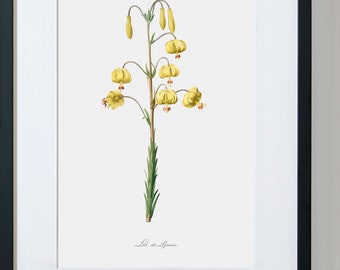 Orchid Art, Floral Framed Art, Flower Wall Pictures, Botanical Fine Art Print, Yellow Turk's Cap Lily