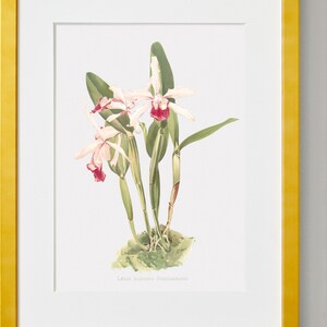 Orchid Wall Art, Orchid Art, Floral Paintings On Canvas, The Elegant Laelia