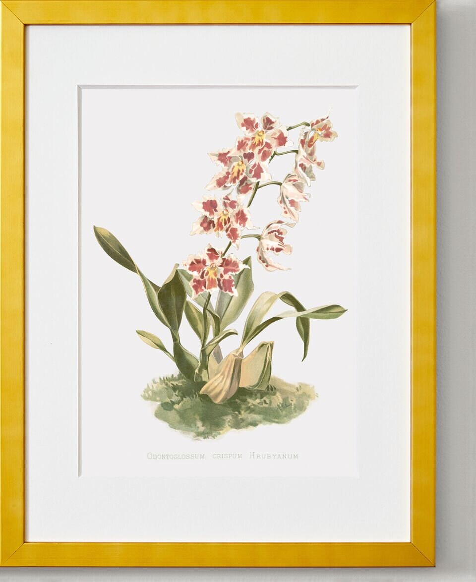 Orchid Wall Art - the Curled Odontoglossum - Floral Art Print - Etsy