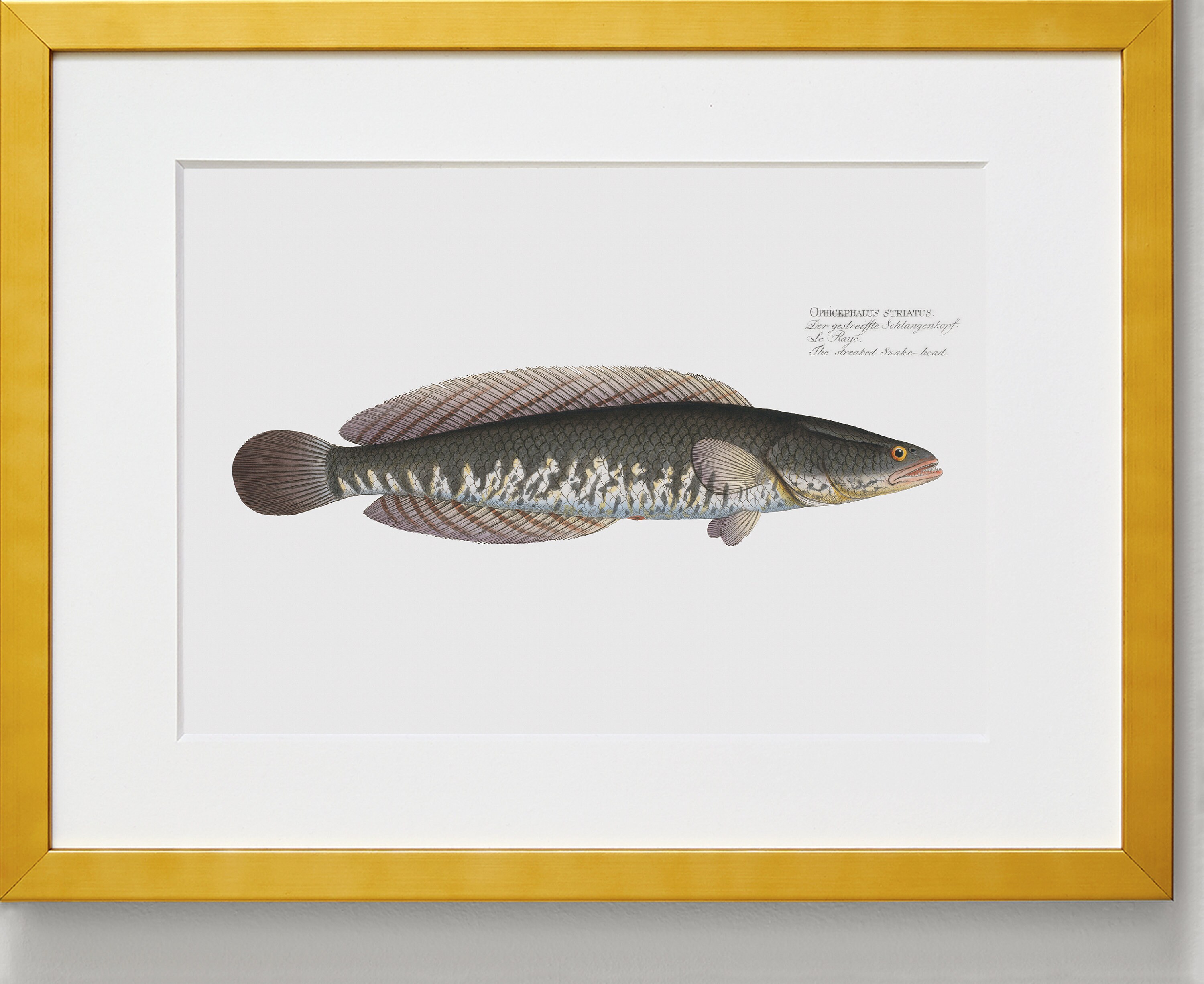 Fish Wall Art The Streaked SnakeHeadFish Art Etsy France