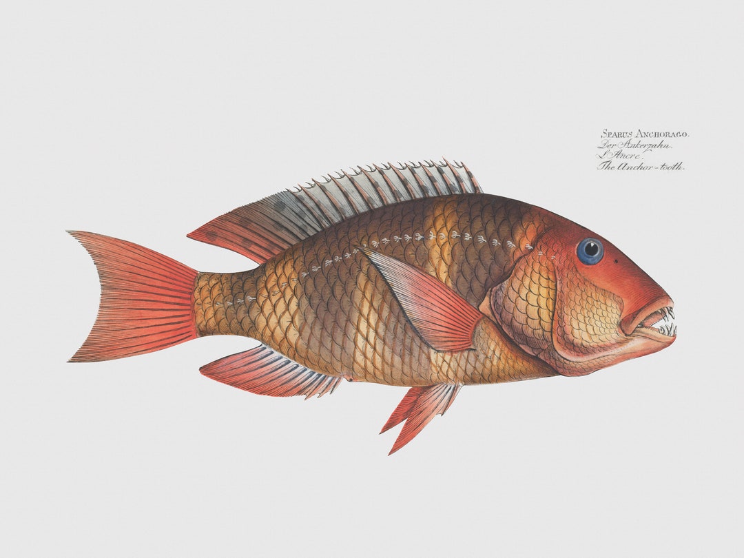 Fish Wall Art - the Anchor-tooth - Fish Fine Art Prints - Framed Art - Etsy