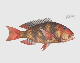 Fish Wall Art - The Anchor-Tooth - Fish Artwork & Wall Decor