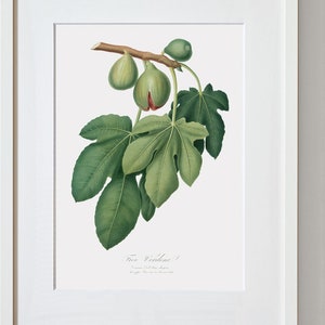 Fruit Wall Art, Fruit Decor For Kitchen, Fruit Poster, Fig Art, Fig Artwork,