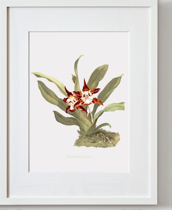 Orchid Art - Burt's Huntleya - Orchid Canvas Wall Art - Etsy
