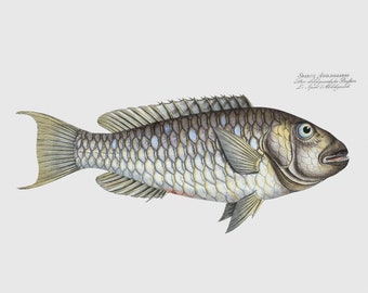 Fish Wall Art - Sparus Abildgaardi  - Decorative Fish Wall Hanging