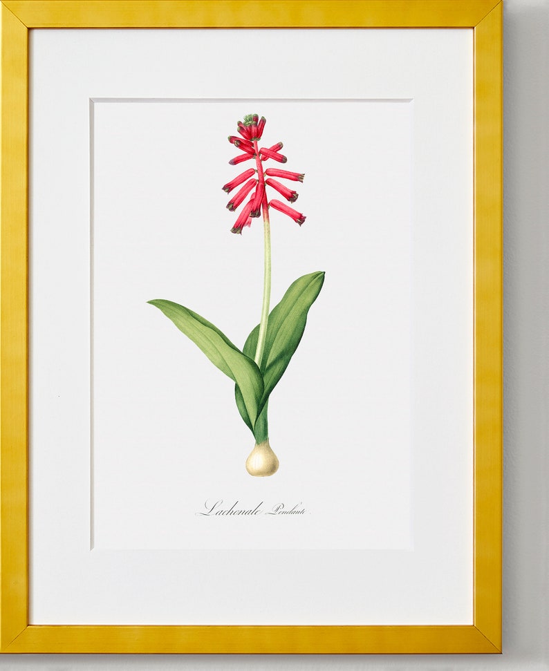 Floral Art Flower Painting Flower Print Pendulous Lachenalia Botanical Fine Art Print