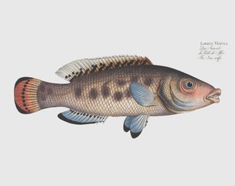 Fish Wall Art - The Sea-Wife-Fish Framed Art -  Labrus Vetula