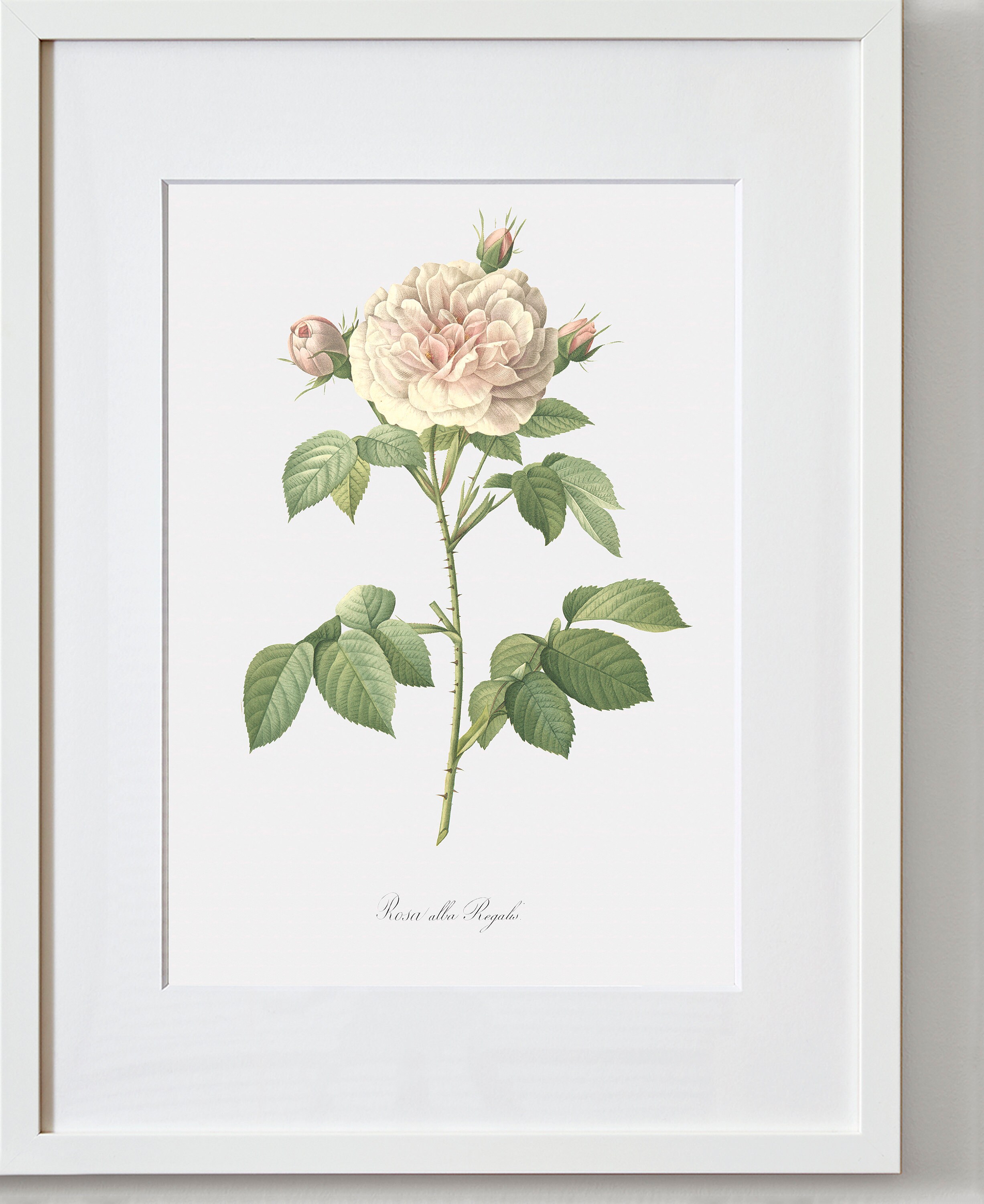 美品♡希少♡人気【 ALBA ROSA 】 ALBAROSA