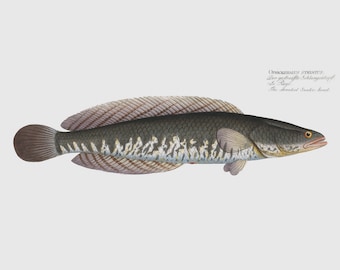 Fish Wall Art the Karutt Fish Fine Art Prints Framed Art | Etsy