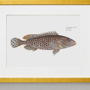 Fish Wall Art Print The Merra-Fish Art Epinephelus Merra image 5