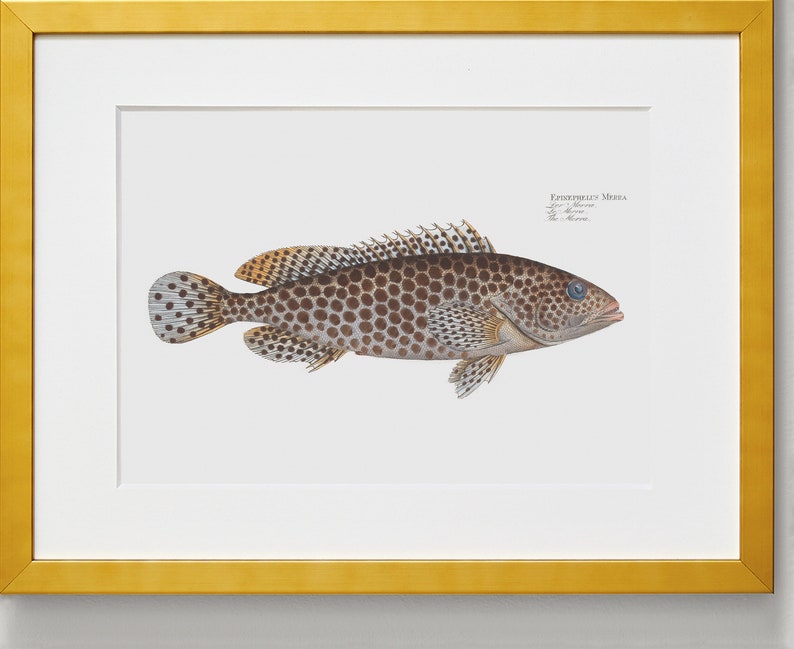 Fish Wall Art Print The Merra-Fish Art Epinephelus Merra image 5