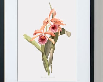 Orchid Art,  Framed Flower Art, Floral Wall Art, Orchid Canvas Wall art, Grand Laelia