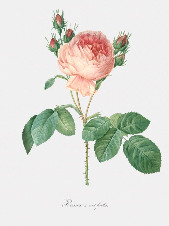 「Rosa centifolia」ボタニカルアート Rose. Rosa Centifolia Foliacea. Fine art print.