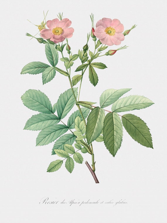 Rose Art Print - Floral Art - Pink Alpine Rose - Rosa Alpina