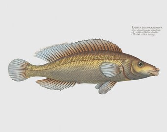 Fish Wall Art - The Little Scaled Wrasse-Fish Artwork -  Labrus Microlepidotus