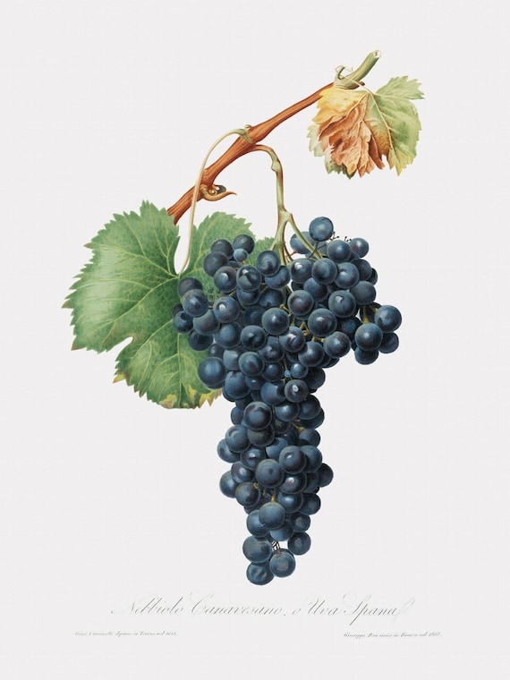 nebbiolo grape
