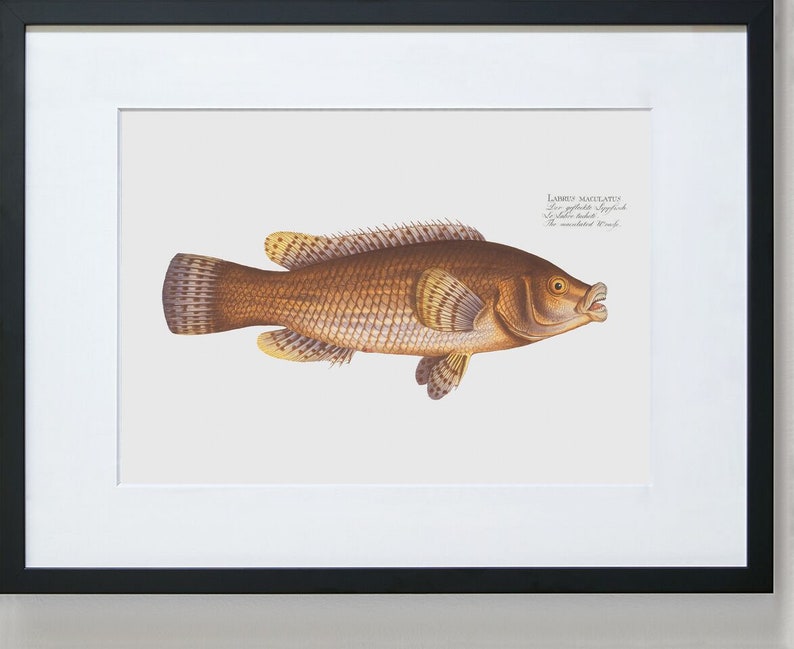 Fish Wall Art The Maculated Wrasse-Fish Wall Decor Labrus Maculatus image 3