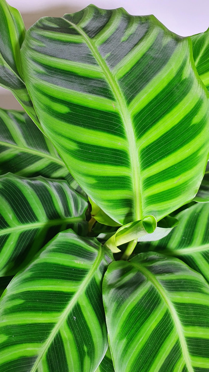  Calathea  Zebrina Zebra Plant Marantaceae  Rare Prayer Etsy