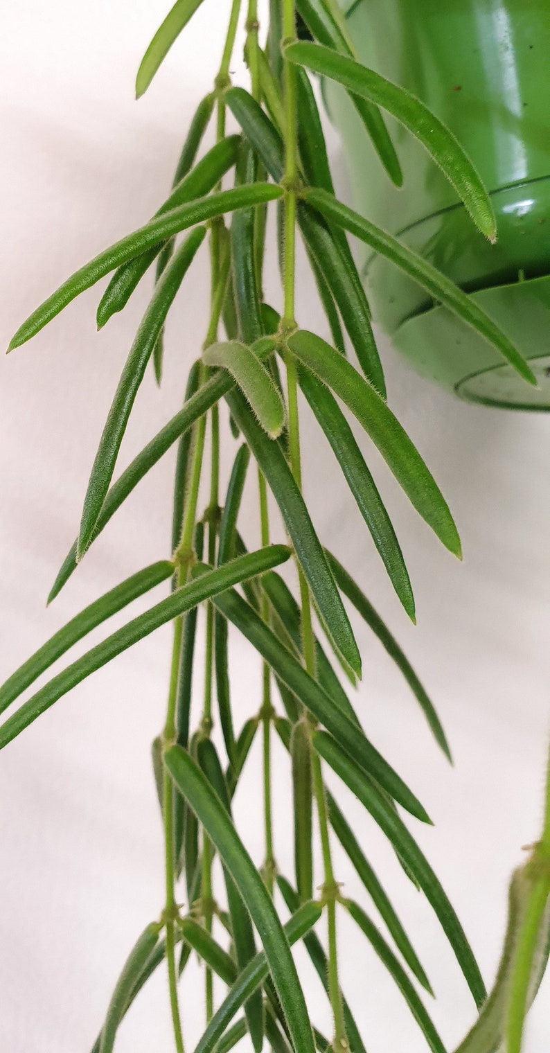 Hoya Linearis Hanging Plant Wax Plant House Plant 14cm Etsy