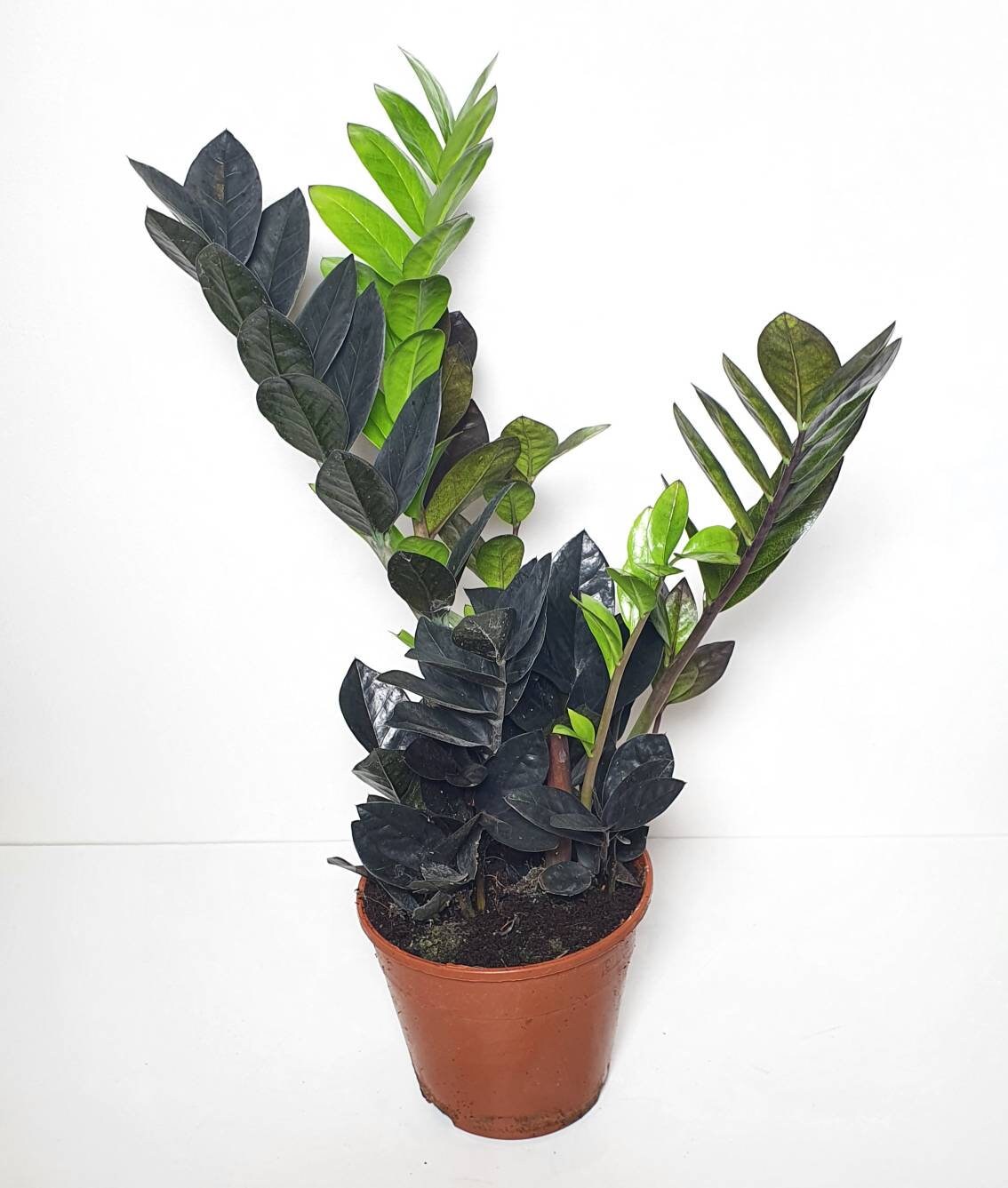 Zamioculcas Zamiifolia Raven Zz Plant Rare House Etsy India Zamioculcas Zamiifolia Raven Zz Plant Rare House Etsy India