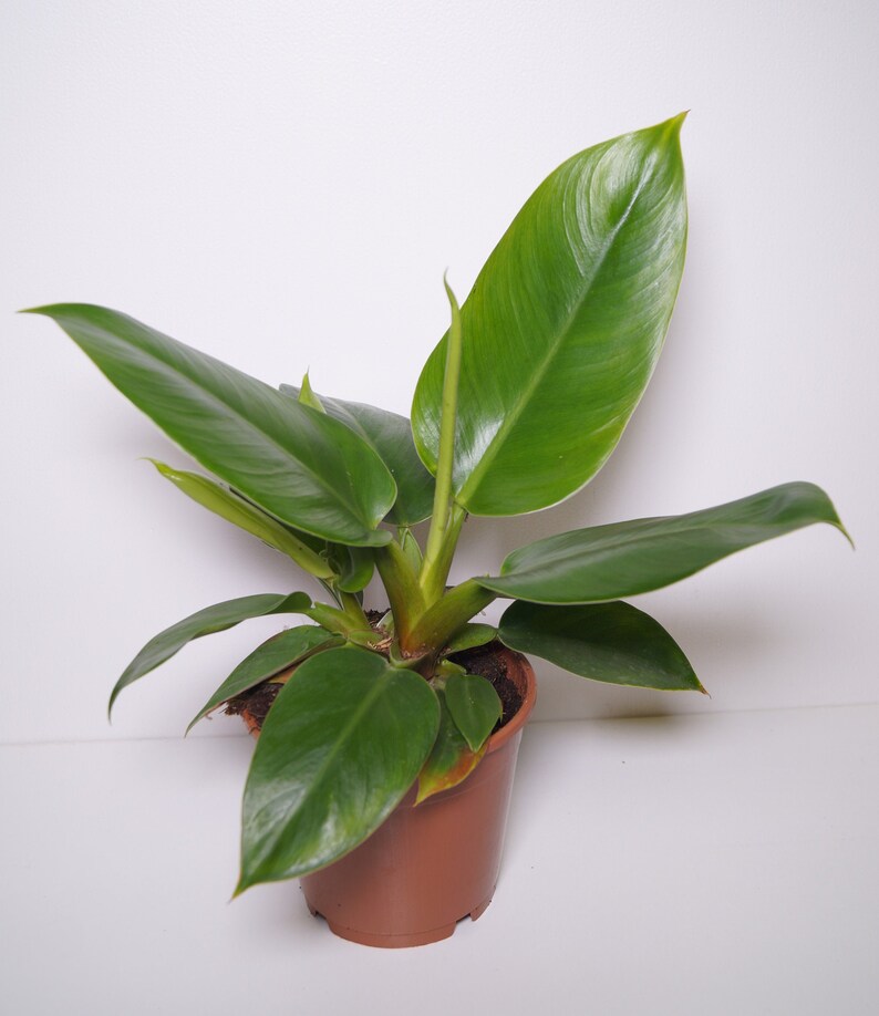 Philodendron Imperial Green Houseplant Aroid Etsy