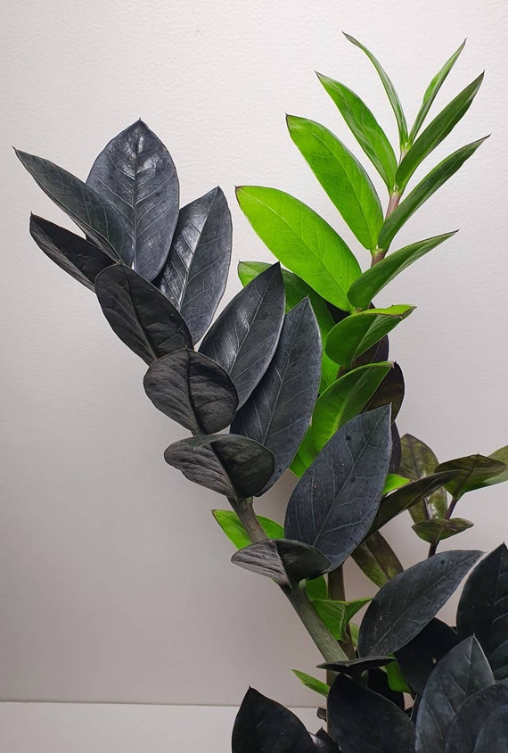 Zamioculcas Zamiifolia Raven Zz Plant Rare House Etsy