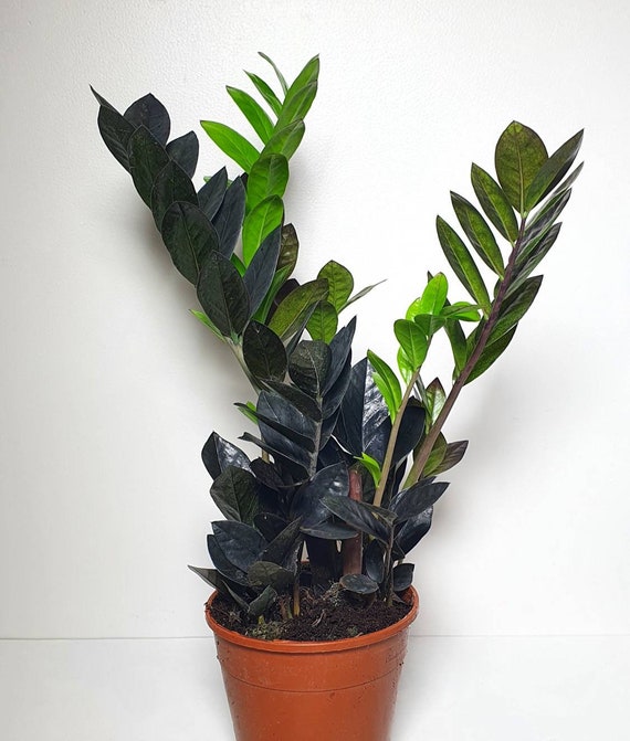 Zamioculcas Zamiifolia Raven Zz Plant Rare House Etsy