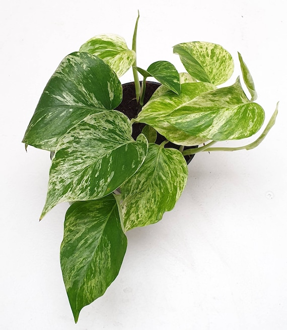 Epipremnum Pinnatum Marble Queen Variegated Devils Etsy