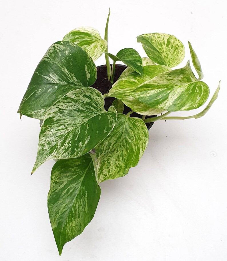 Epipremnum Pinnatum 'Marble Queen' Variegated Devils Etsy