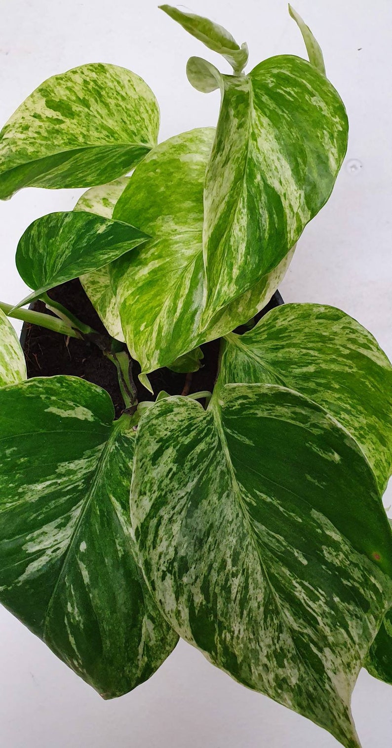 Epipremnum Pinnatum 'Marble Queen' Variegated Devils Etsy