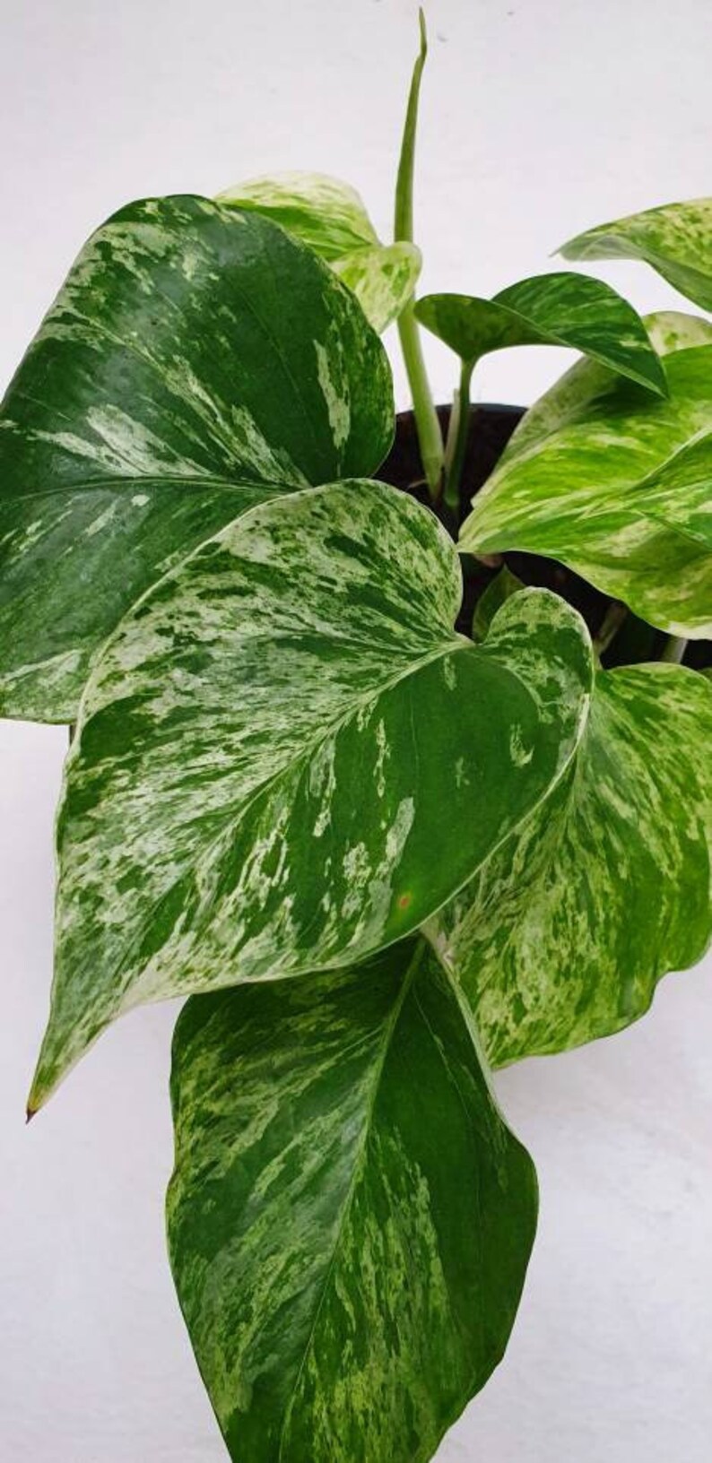 Epipremnum Pinnatum 'Marble Queen' Variegated Devils Etsy
