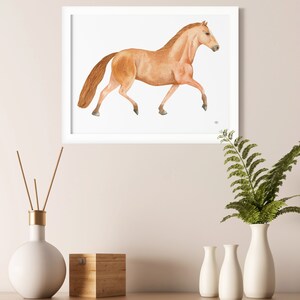 Hanoverian Stallion image 4