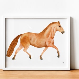Hanoverian Stallion