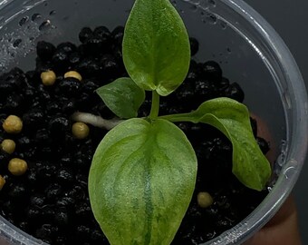 Variegated Thaumatophyllum Spruceanum “Philodendron Goeldii” Mint