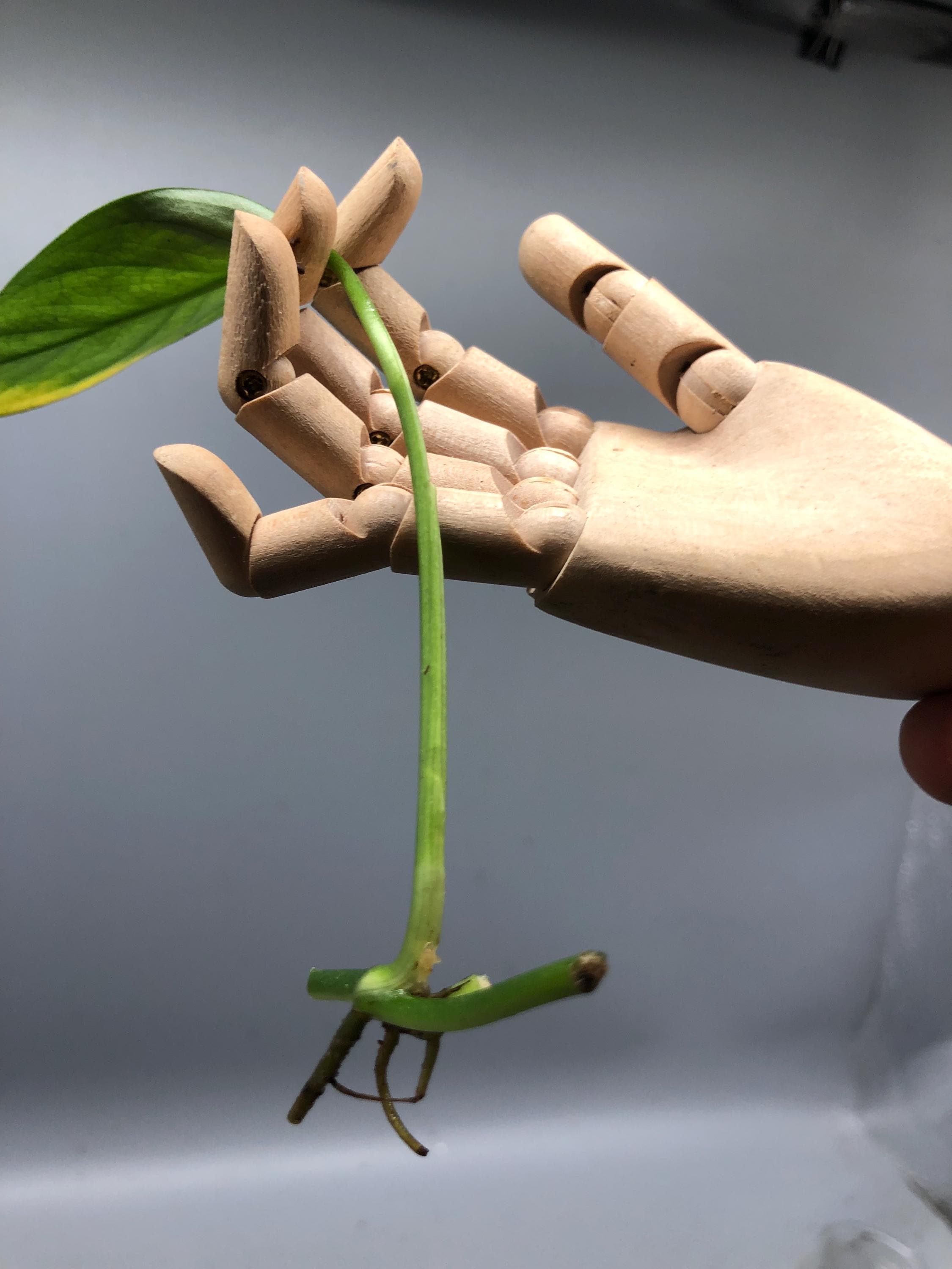 mini monstera albo Variegated Monstera Albo Plant - Rare White Borsigiana - Indoor Baby Plant  - Monstera Deliciosa Albo - Exact Plant main image 1