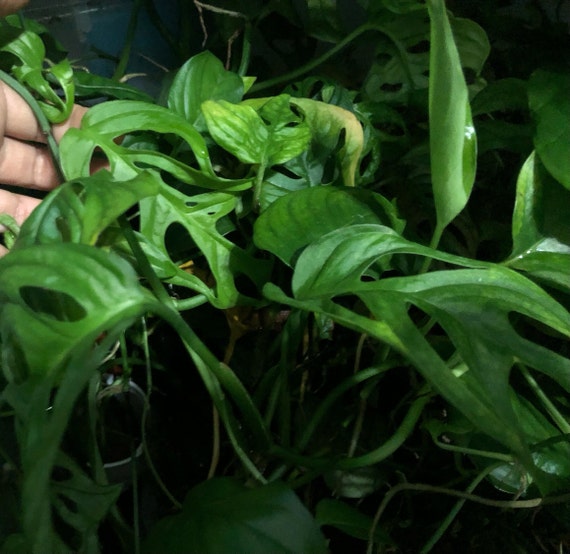 monstera deliciosa kaufen Monstera Full Mint deliciosa borsigiana Variegata 