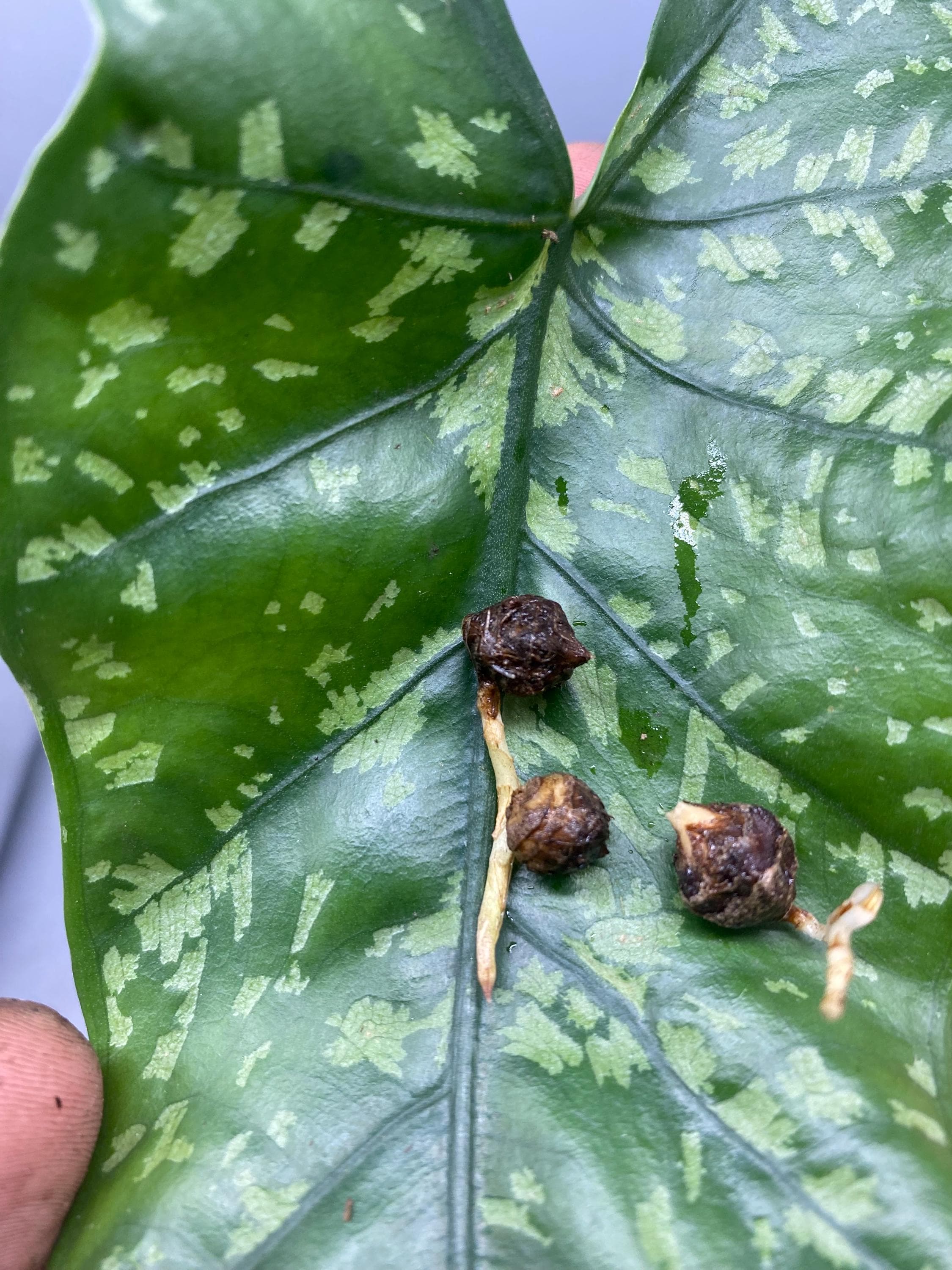 Alocasia Shattered Glass / Boyceana *corm* - Etsy