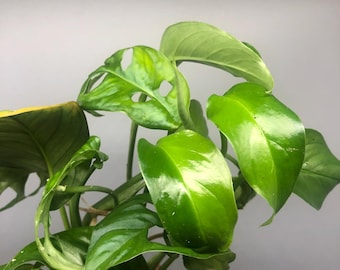 Monstera Cf Obliqua Napo - Etsy