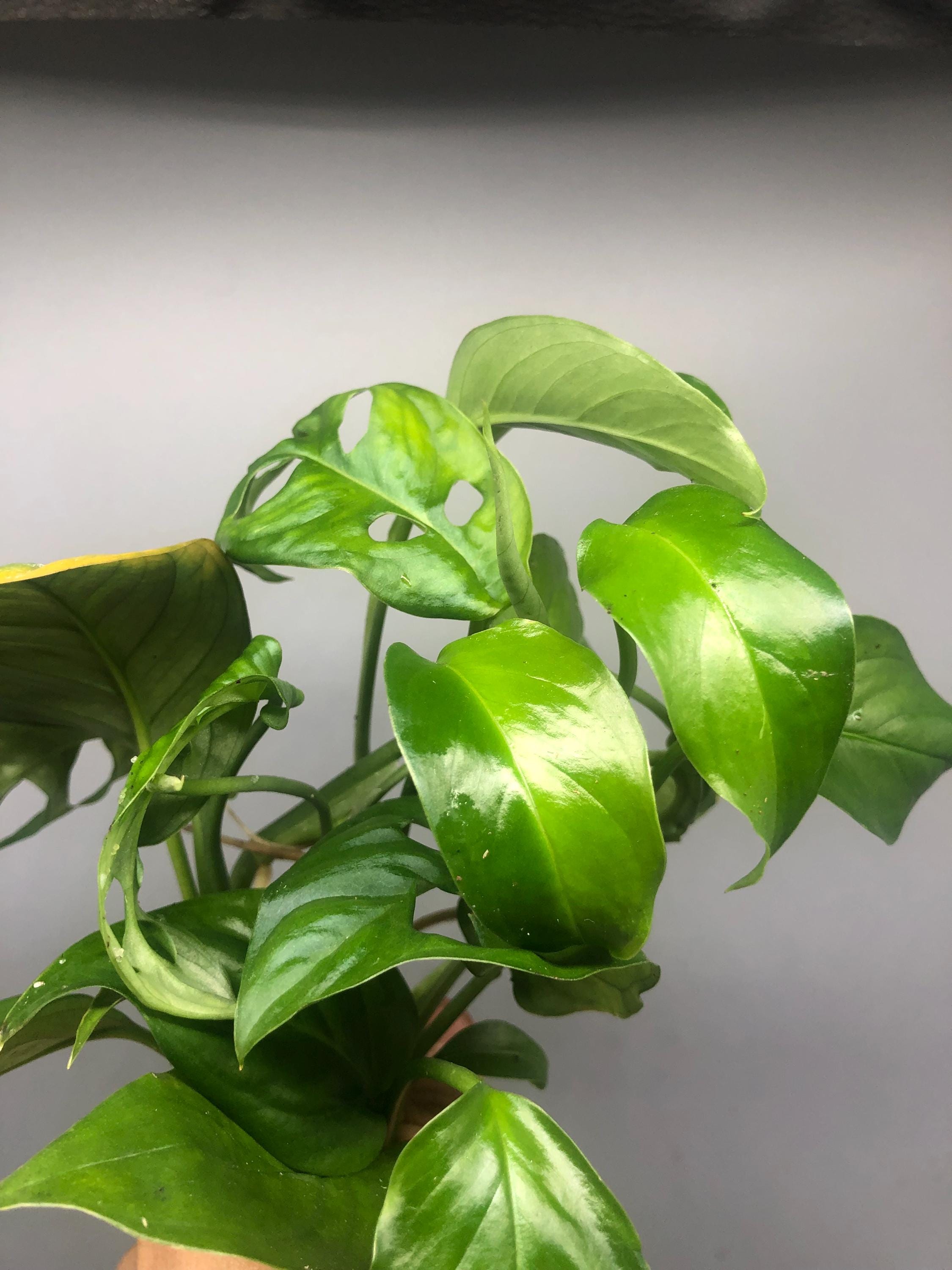 MYSTERY Monstera Obliqua Complex Cuttings! - Etsy