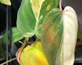 Philodendron Micans Aurea-Pink Half-Moon NODE.